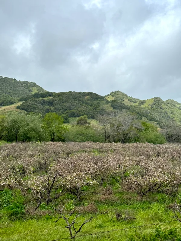 Our orchard in blossom